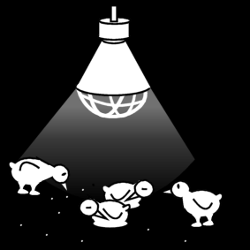 chicks